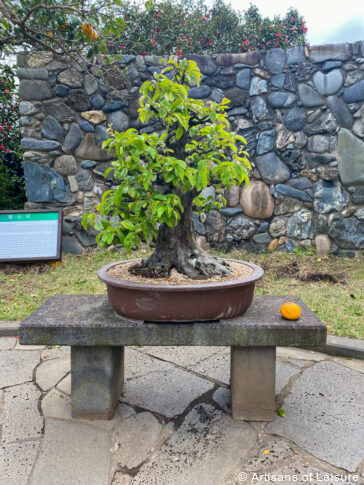 Bonsai Spirited Garden On Jeju Island South Korea Tours