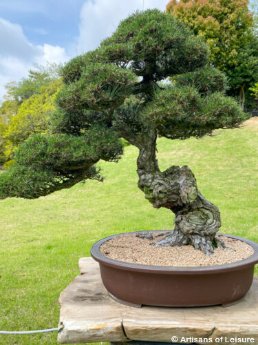 Bonsai Spirited Garden On Jeju Island South Korea Tours