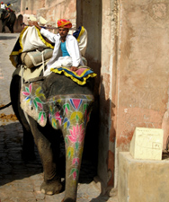 Riding elephants in Jaipur, India