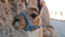 Llama Trekking in Northwest Argentina