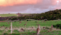 Kangaroo Spotting in Australia