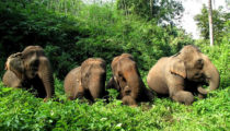 Up Close and Personal with Elephants in Thailand