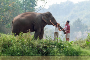 elephant tours Thailand