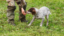 Must Experience: Truffle Hunting in Italy