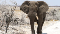 Must Visit: Etosha National Park & Sossusvlei in Namibia