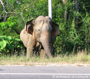 luxury tours Sri Lanka