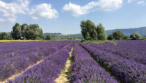 Lavender Season in Provence