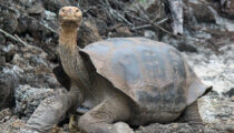 Seeing Giant Tortoises in the Galapagos Islands