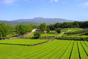 luxury South Korea tours Jeju Island