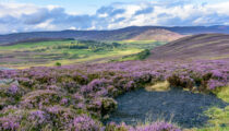 Heather Season in Scotland