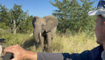 Seeing the Big Five in South Africa