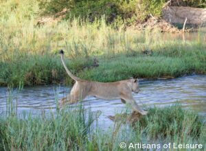 luxury South Africa safaris