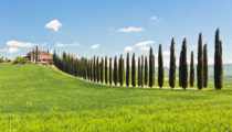 Rolling Hills and Cypress Trees: The Landscapes of Tuscany, Italy