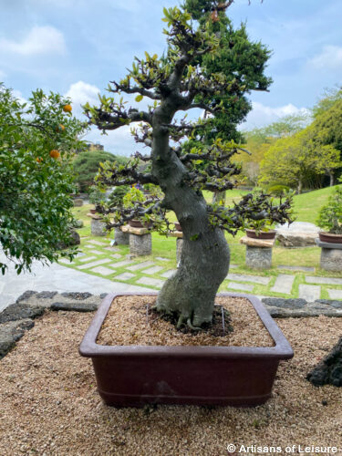 Bonsai: Spirited Garden on Jeju Island - South Korea tours