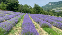 Just Back: Culture, Cuisine & Lavender in the South of France