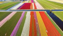 Must Experience: Tulip Tours in Amsterdam, the Netherlands