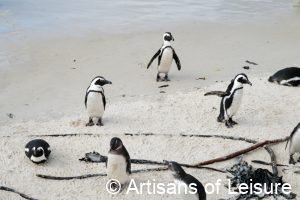 luxury South Africa tour - Cape Town - Cape Peninsula - Boulders Beach penguins