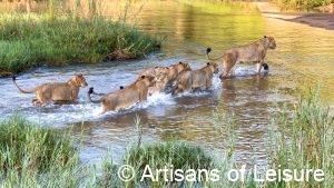 private South Africa safaris - Sabi Sand Reserve - lions