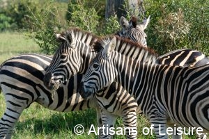 private South Africa safaris - Sabi Sand Reserve - zebras