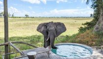 Just Back: A Luxury Botswana Safari