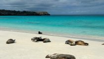 Family Tour of the Galapagos