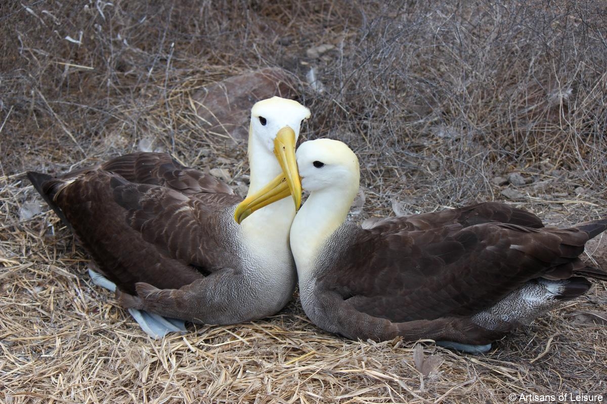 Galapagos Islands