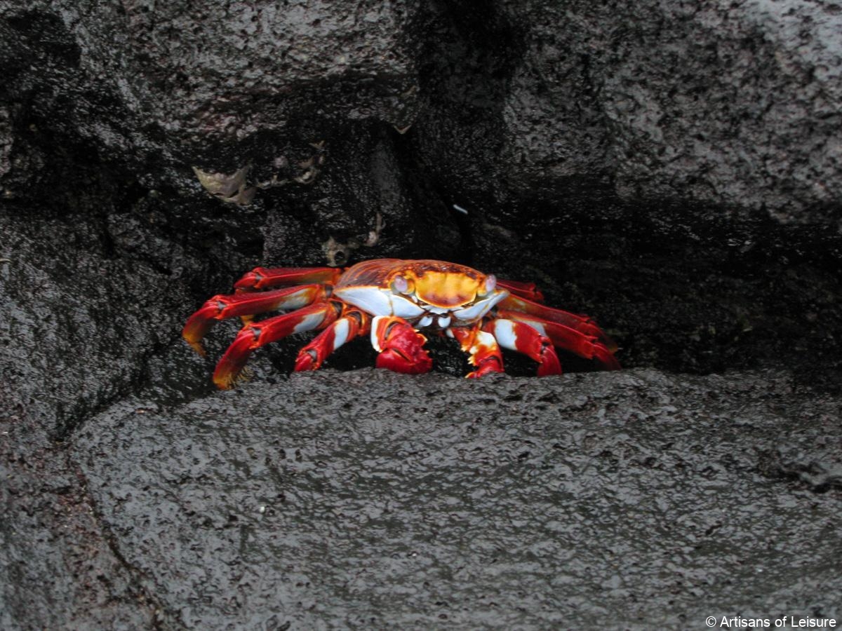 Galapagos Islands